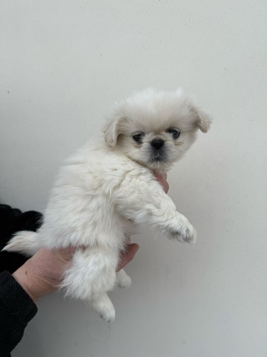 Королівський пекінес хлопчик 2 міс