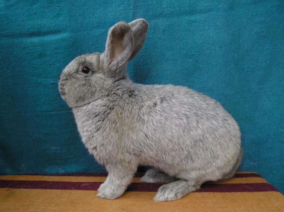 Продам кроликов європейське срібло ,европейские серебро Сумской клуб к