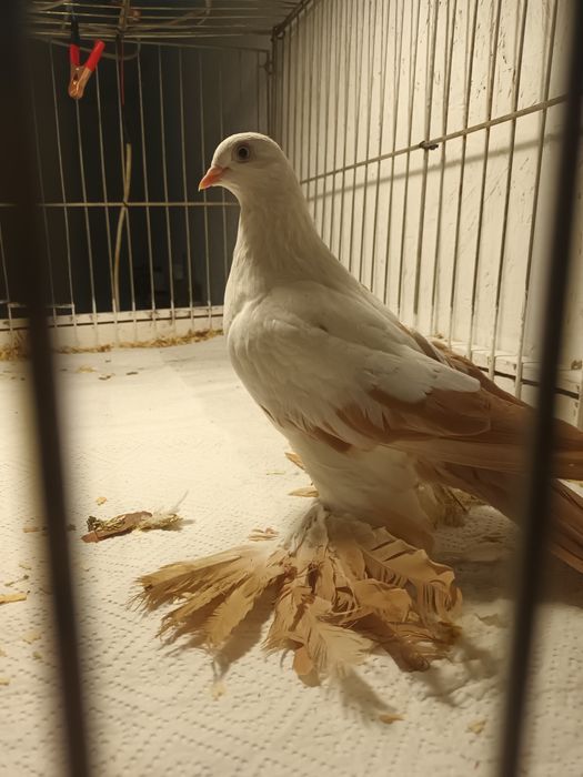 Gołąb. Wiedyn  żółty 25 .samica