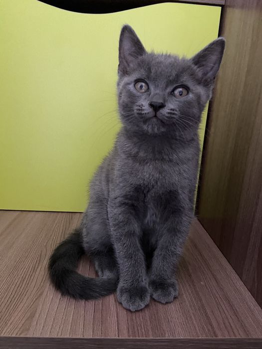 Британські кошенята