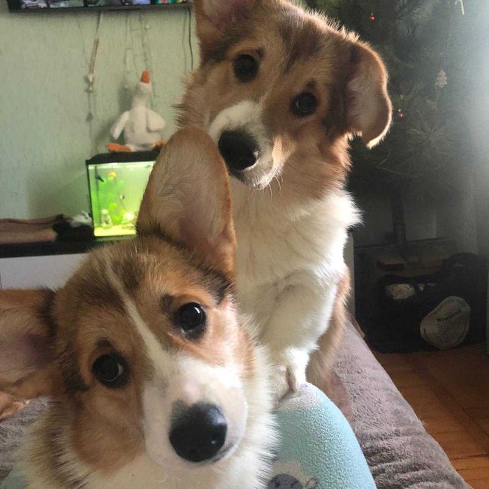 Продам щенков породы Корги сука и кобель. 6 месяцев