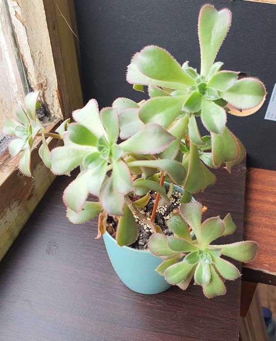 Продам излишки суккулентов