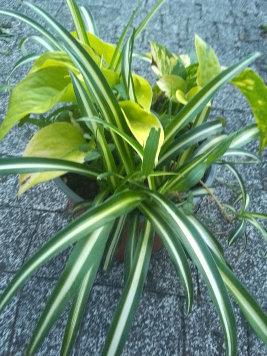 Zielistka ep trikolor  epi neon pothos