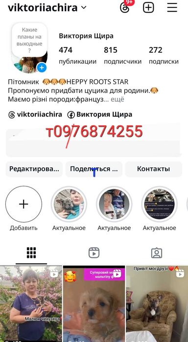 Дівчатка ччихуахуа