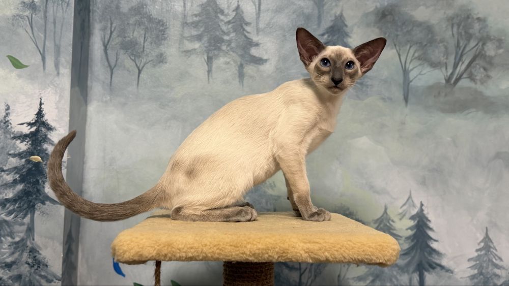 Siamese, сіамський кіт Jazz