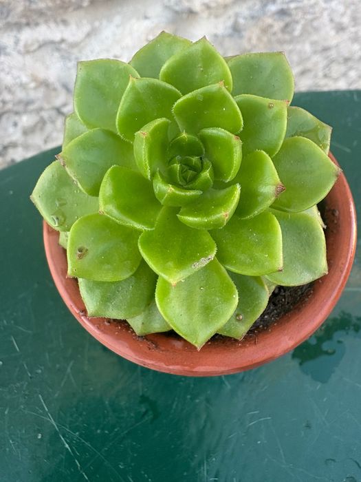Suculentas Aptenia cordifolia (rosinha- do-sol; Graptopetalum Paraguayense;Sedeveria Letizia; Crassula Money Maker ; Planta- do -ouro etc- preço 0,50€