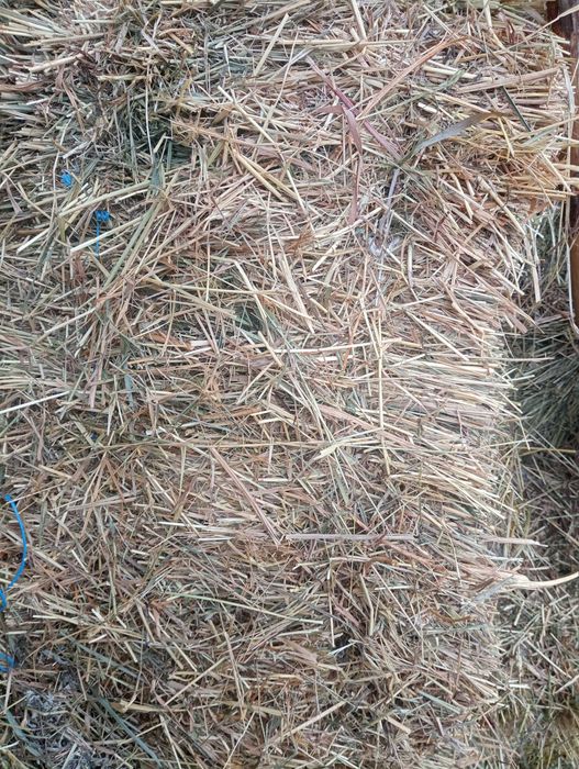 Сіно сено в квадратних тюках  2025р.