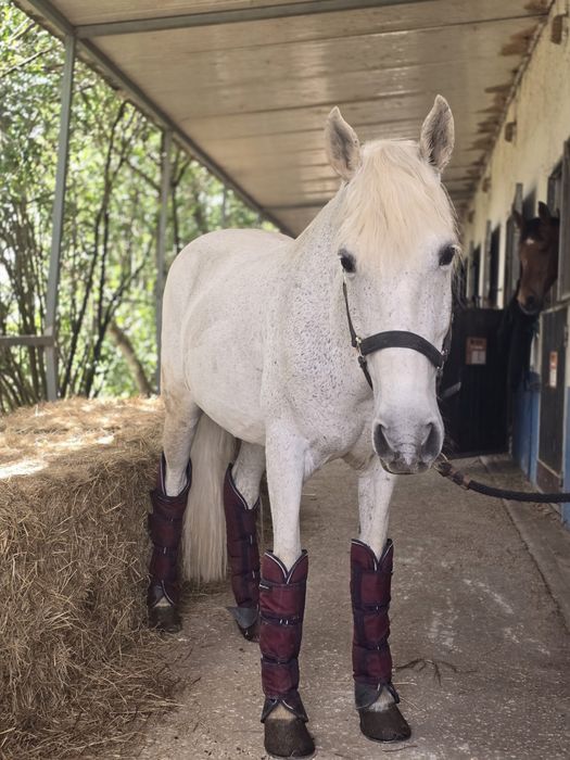 Cavalo cruzado letra D