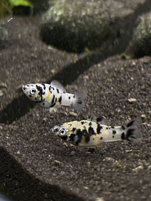 Molinezja Dalmatyńczyk + gratis