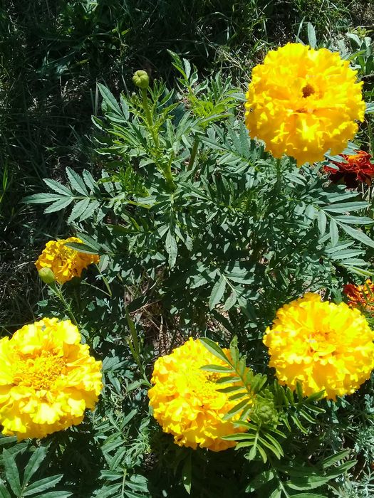 Чорнобривці високі насіння