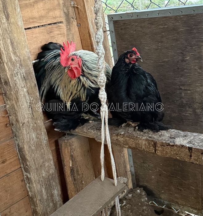 Ovos férteis para incubação e pintos de raça