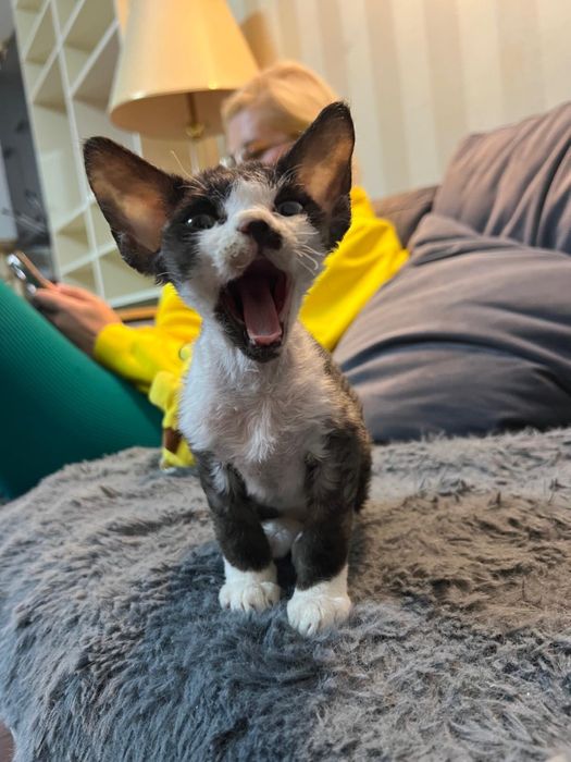 Alvin - czarno bialy piekny kocurek Devon Rex