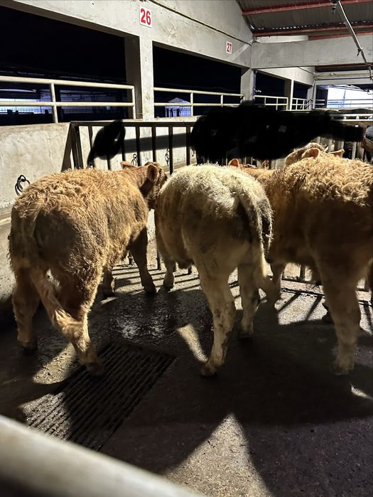 Vitelos machos muito bons