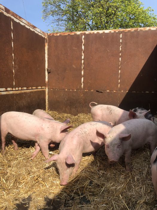 Продаю поросят