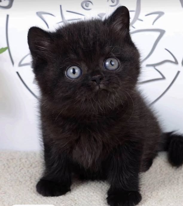 Мальчик в красивом окрасе