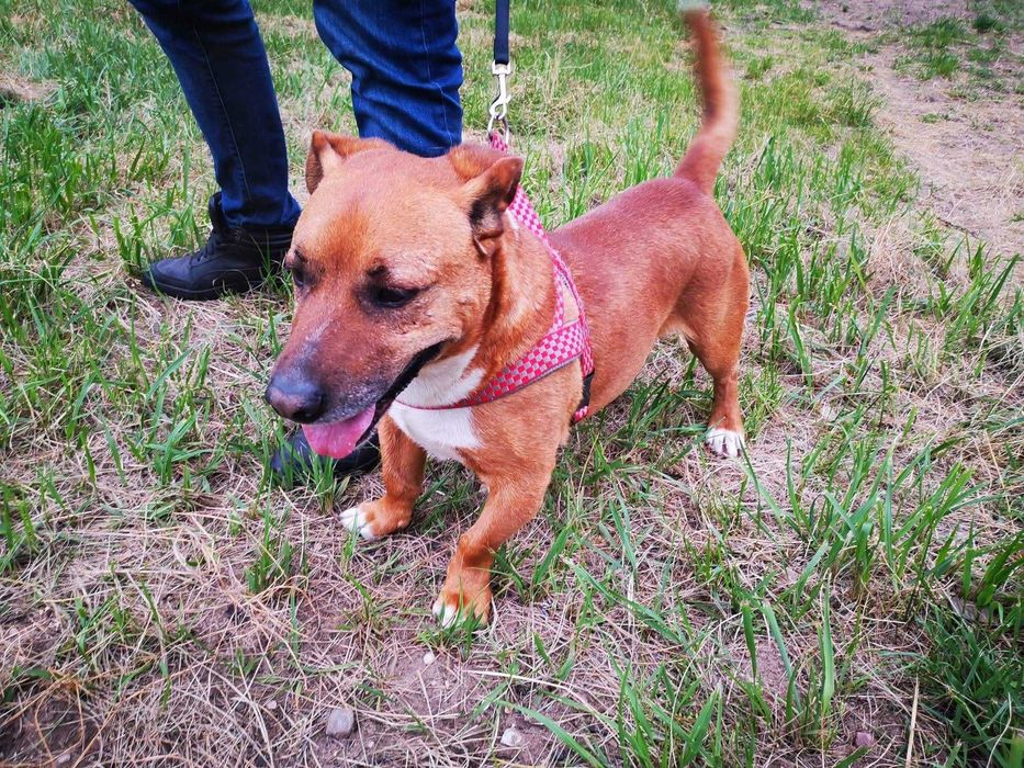 Laki oddany i energiczny psiak do adopcji