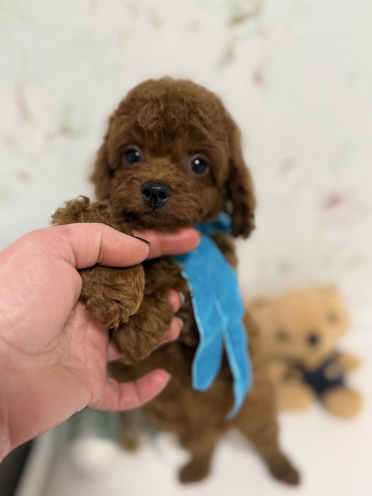 Маленький сладунчик