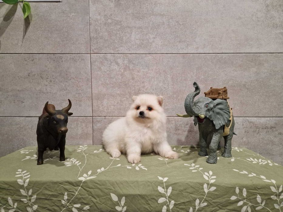 Spitz Alemão Anão/Lulu da Pomerânia
