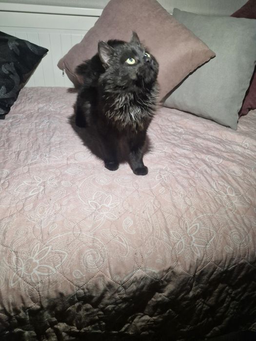 Отдам котенка в добрые руки