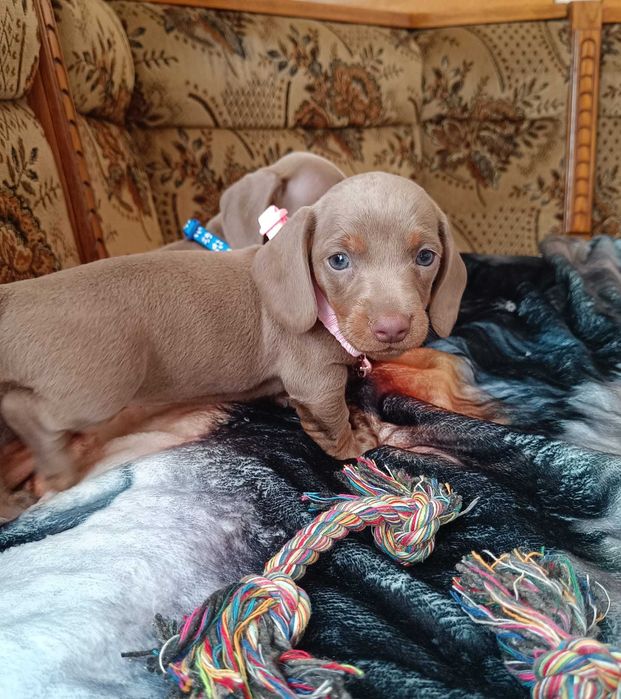 Jamnik krótkowłosy minatura merle