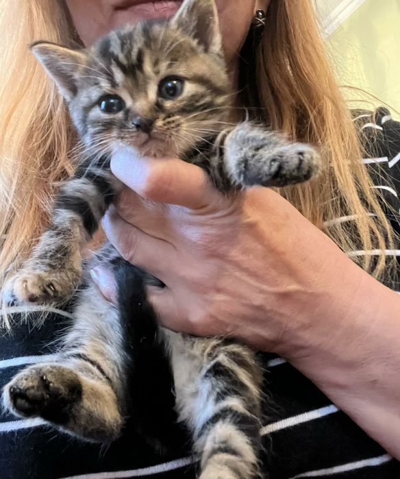 ККошенята помісь сибіряків із бенгалами