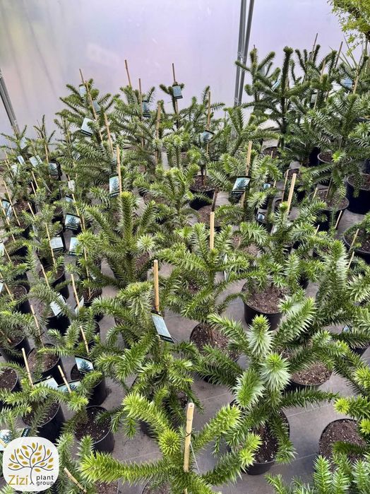 Araucaria araucana, Araukaria, 20-100cm, różne wielkości, zimozielona