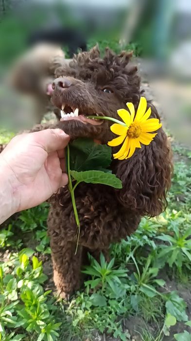 Вязка. Шоколадный миниатюрный пудель