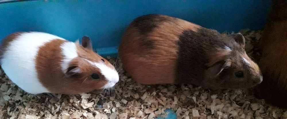 Моська свинка(мурчак)