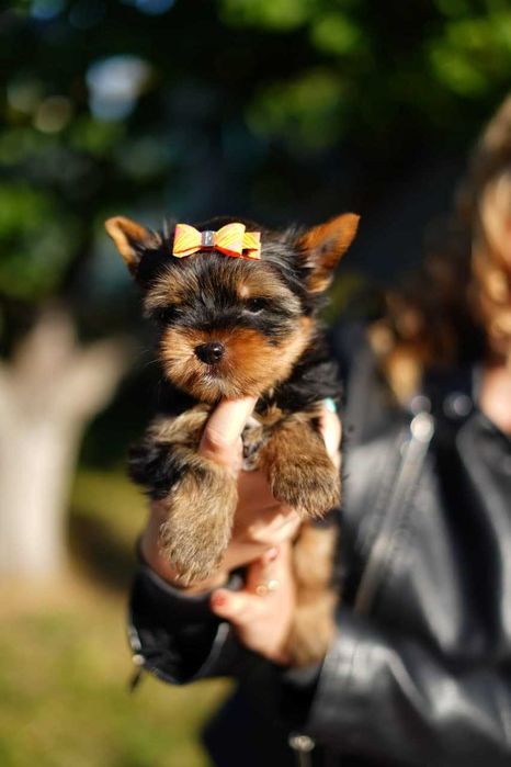 Сонячний йорк, що дарує світло!