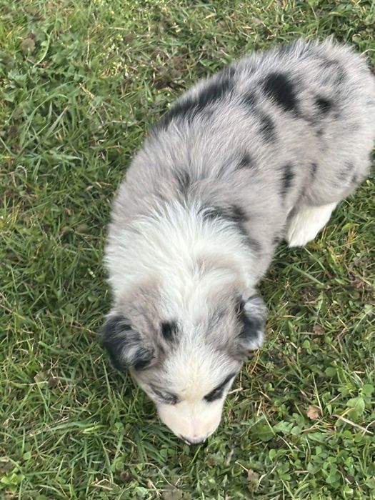 Piesek border collie (blue merle)
