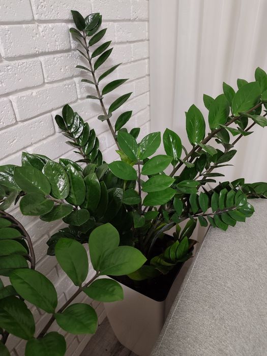 Замиокулькас 1 метр