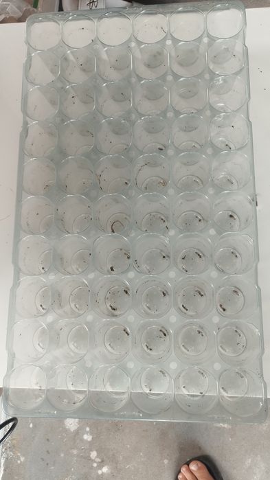 Multiplaty wielodoniczki