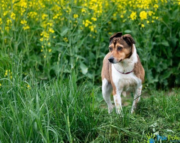 Psiak MAZGAJ rozgląda się za domkiem!