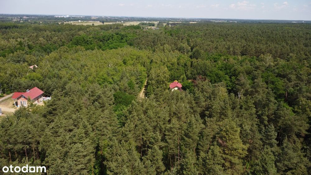 Działka budowlana dla miłośników lasu - Grotniki/Orła.