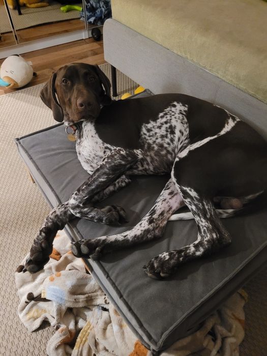 Używane legowisko Hectolove Duo Tierra rozmiar M