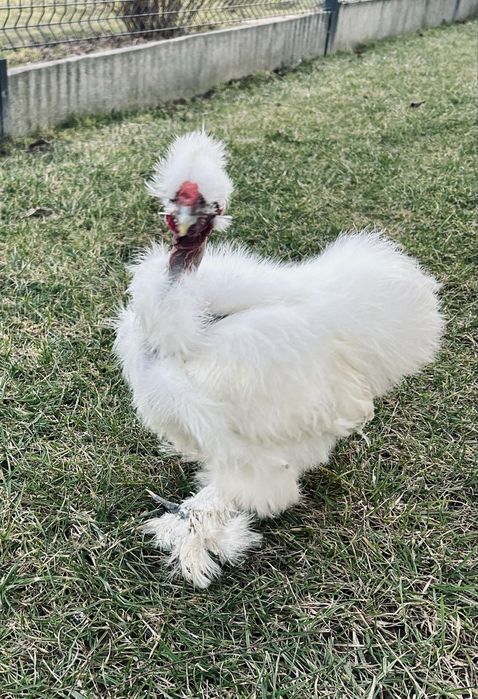 Kogut silka gołoszyjka 20tygodni