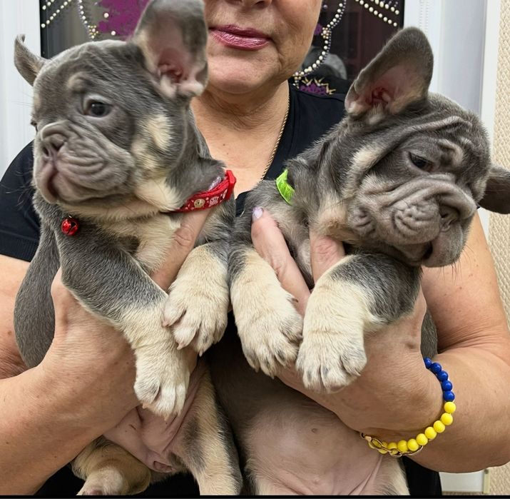 Чудо французики лилак тан и ньюшейд изабелла тан !ВИП