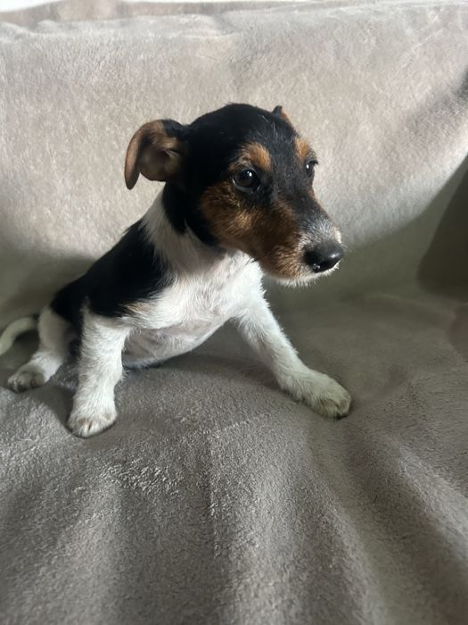 Jack russell terrier