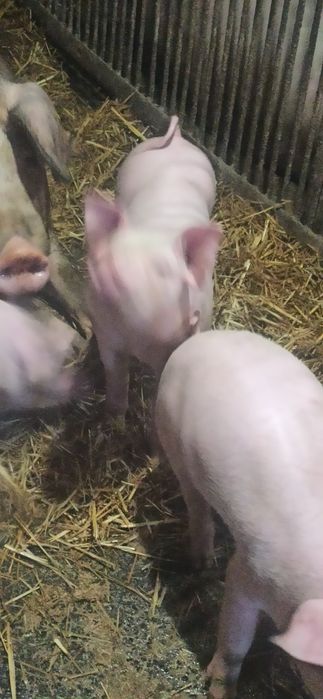 Продам  поросята
