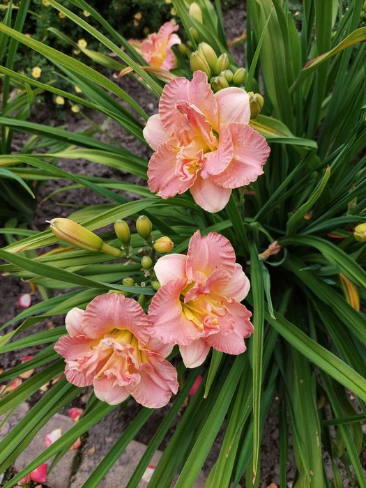 Liliowiec łososiowy pełny