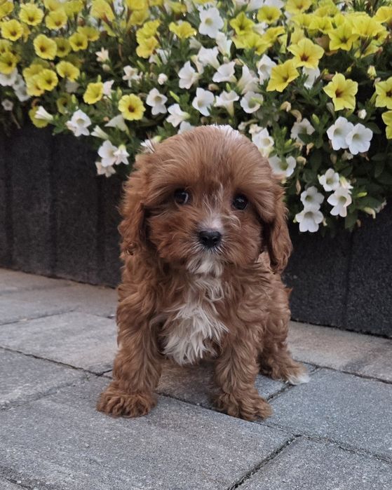 Cavapoo Samczyk hybryda ras