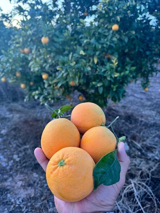 Pomarańcze z liśćmi prosto z Hiszpanii Promocja! 10 kg