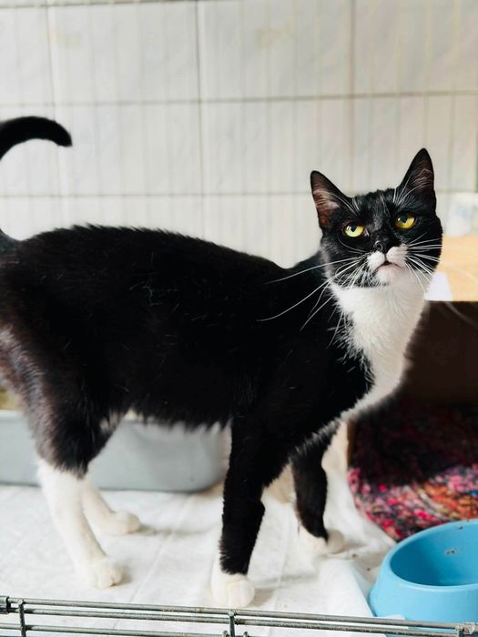 Delikatna koteczka do pilnej adopcji
