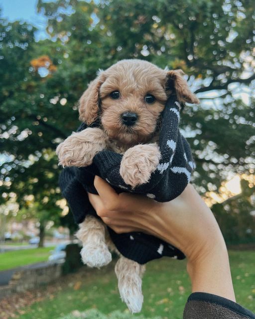 Мальтипу — маленькі друзі з великим серцем