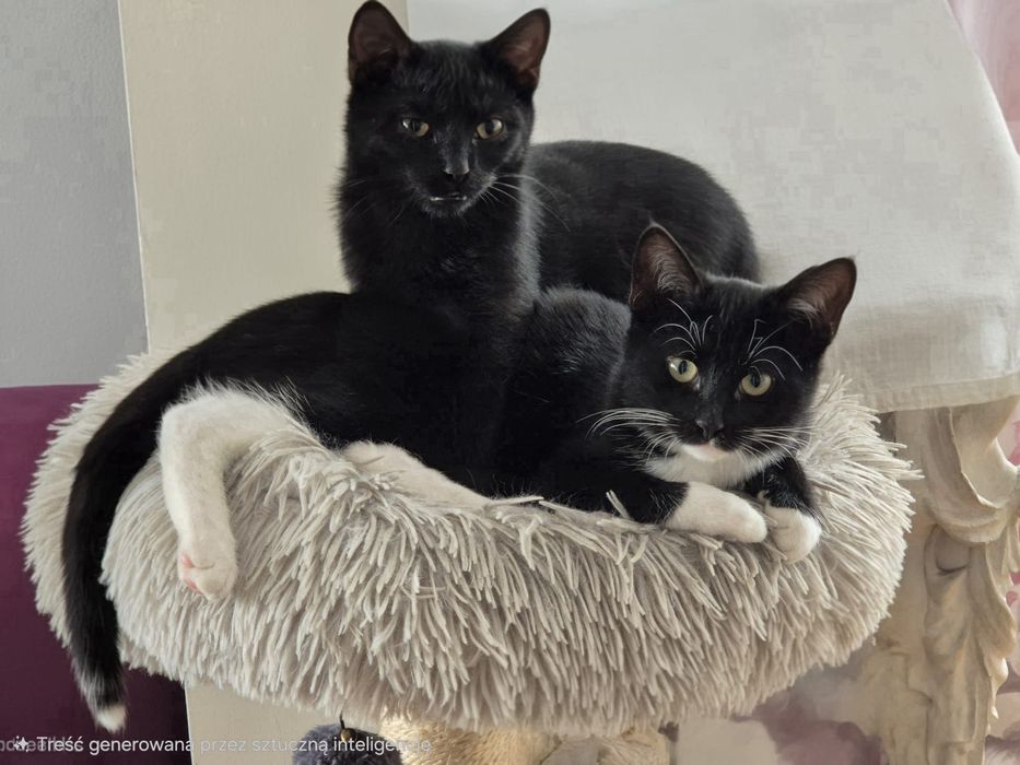 Ewcia, Wojan i Poniś przeurocze kociaki czekają na domy