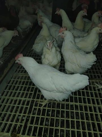 Kury Nioski w różnym wieku