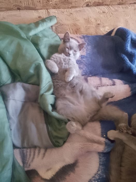 кошечка шотландська