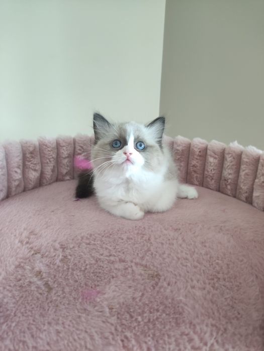 Kociak rasy Ragdoll FPL