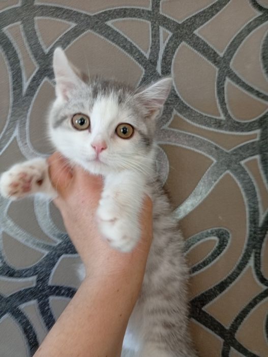 Котята Британские