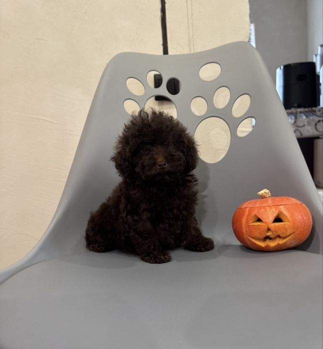 Той пудель дівчина